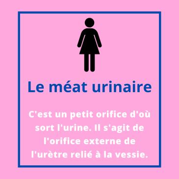 photo méat urinaire femme|Le meat urinaire : tout ce quil faut savoir et comment le trouver